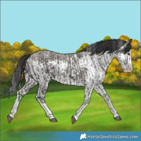 Horse Color:Grullo Sabino Splash  and Grullo Sabino Splash 