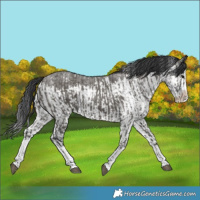 Horse Color:Grullo Sabino Splash  and Grullo Sabino Splash 