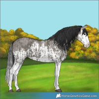 Horse Color:Grullo Sabino Splash  and Grullo Sabino Splash 