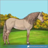Horse Color:Red Dun 