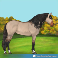 Horse Color:Bay Dun