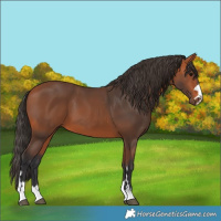 Horse Color:Bay 