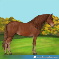 Horse Color:Chestnut 