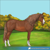Horse Color:Chestnut 