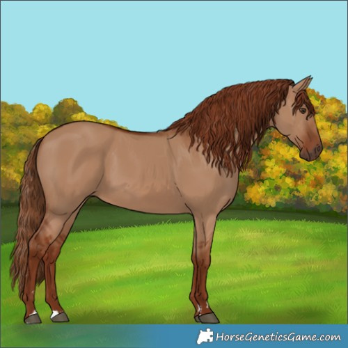 Horse Color:Red Dun