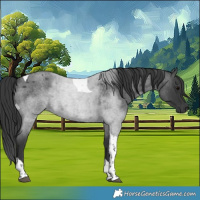 Horse Color:Blue Roan Tobiano 