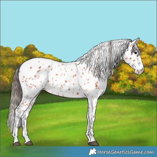 Horse Color:Bay Leopard 