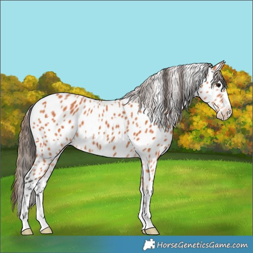 Horse Color:Bay Appaloosa 