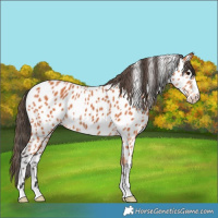 Horse Color:Bay Appaloosa
