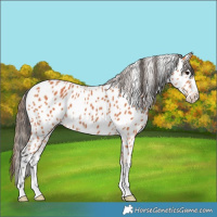Horse Color:Bay Appaloosa 