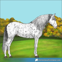 Horse Color:Black Sabino Appaloosa