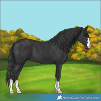 Horse Color:Black 