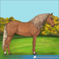 Horse Color:Chestnut 