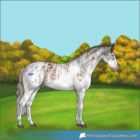 Horse Color:Powder White White Spotted Bay Splash Frame and Powder White White Spotted Liver Chestnut Splash Frame