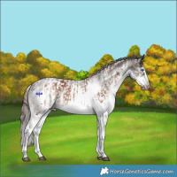 Horse Color:Powder White White Spotted Bay Splash Frame and Powder White White Spotted Liver Chestnut Splash Frame