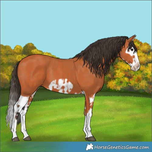 Horse Color:Bay Splash Frame  and Bay Splash Frame 