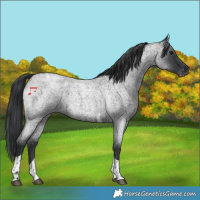 Horse Color:Blue Roan Tobiano 