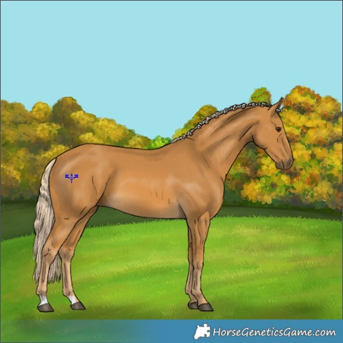 Horse Color:Palomino 
