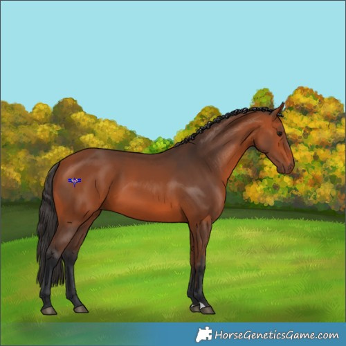 Horse Color:Bay 