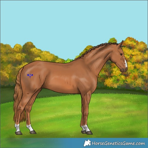 Horse Color:Chestnut 