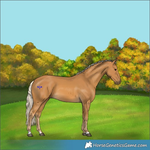 Horse Color:Palomino 