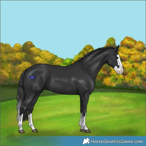 Horse Color:Black Splash 