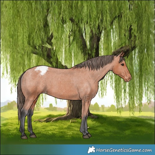 Horse Color:Bay Appaloosa 