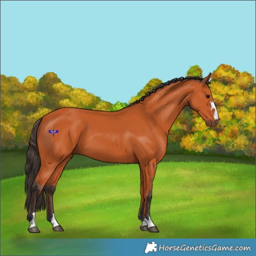 Horse Color:Bay 