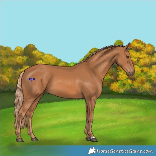 Horse Color:Chestnut 