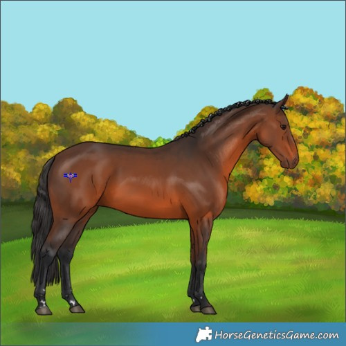 Horse Color:Brown 