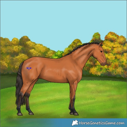 Horse Color:Bay 