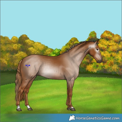 Horse Color:Gray Chestnut 