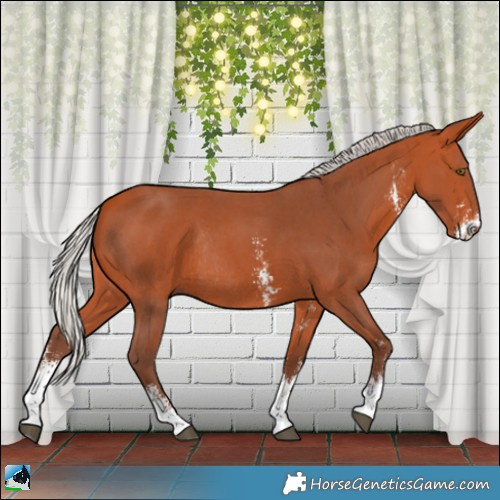 Horse Color:Silver Bay Sabino Rabicano 