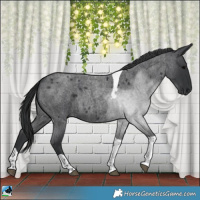 Horse Color:Blue Roan Tobiano