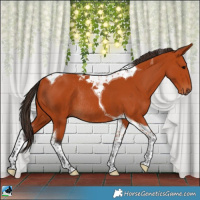 Horse Color:Bay Tobiano Rabicano 