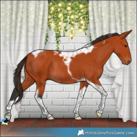 Horse Color:Bay Tobiano Rabicano 