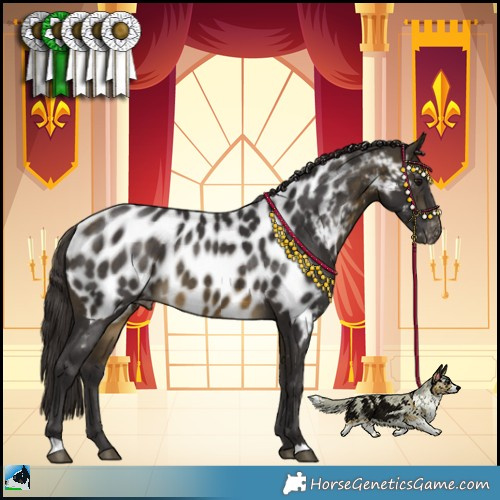 Horse Color:Buckskin Near Leopard 