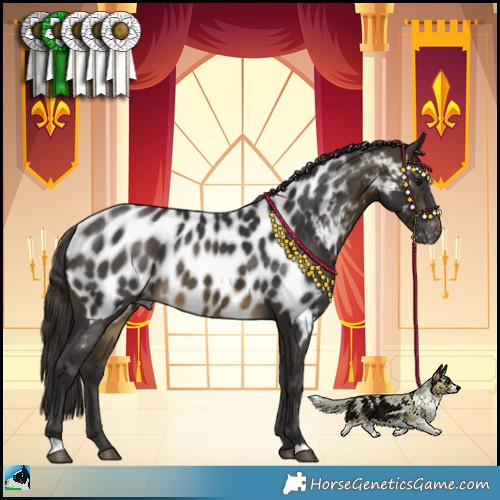 Horse Color:Buckskin Appaloosa 