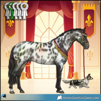 Horse Color:Buckskin Near Leopard 