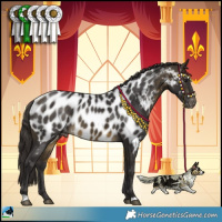 Horse Color:Buckskin Appaloosa 