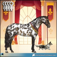 Horse Color:Buckskin Appaloosa