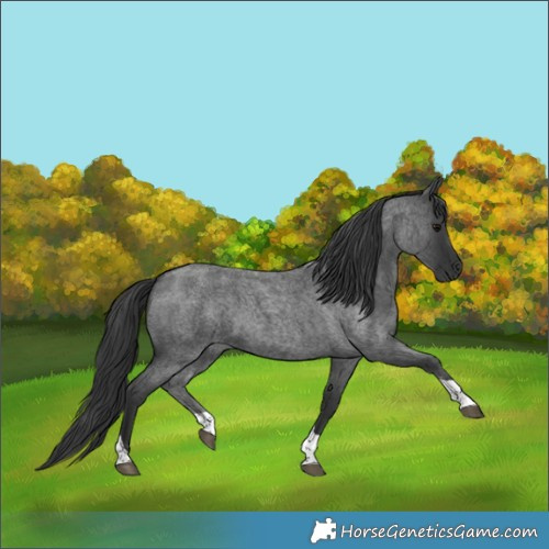 Horse Color:Blue Roan Tobiano 