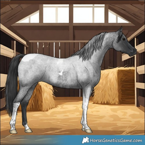 Horse Color:Blue Roan Tobiano 
