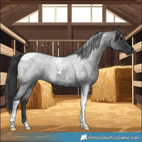 Horse Color:Blue Roan Tobiano 