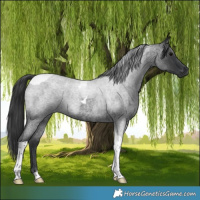 Horse Color:Blue Roan Tobiano 
