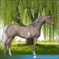 Horse Color:Silver Blue Roan Sabino 