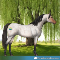 Horse Color:Bay Roan Dun