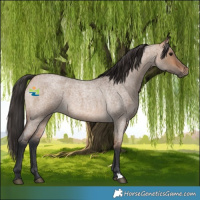 Horse Color:Bay Roan Dun 