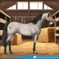 Horse Color:Bay Roan Dun 