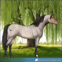 Horse Color:Bay Roan Dun 